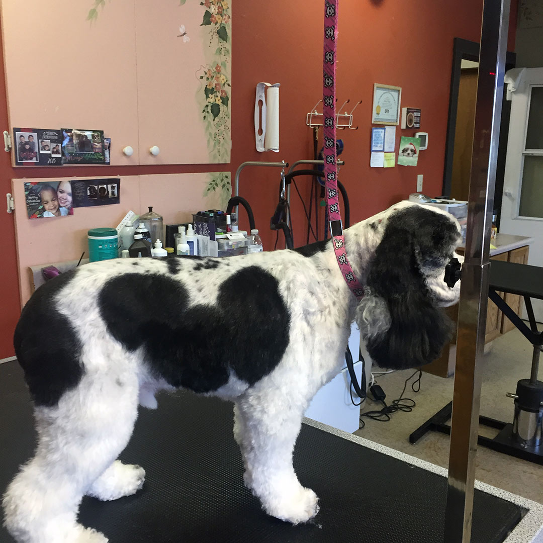 Gallery of Pet Grooming in Battle Creek l Paws & Claws Finishing Touch