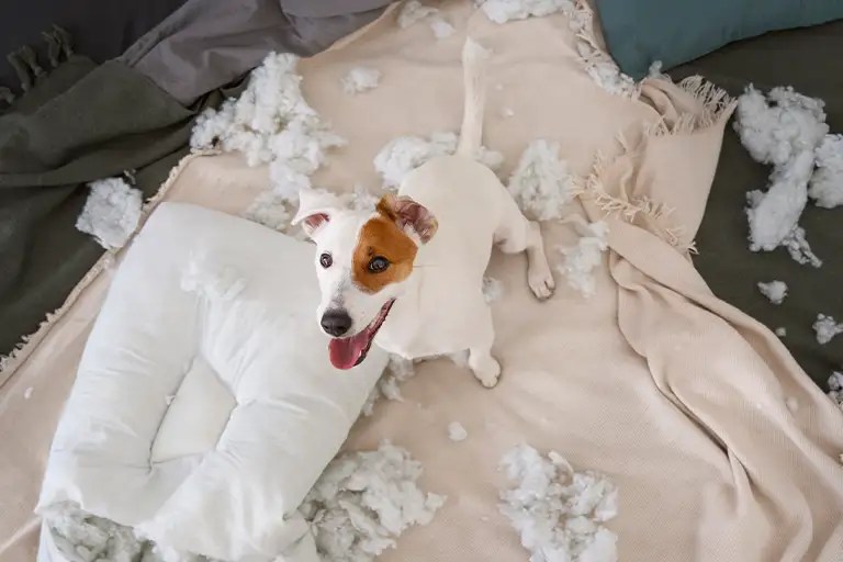 How to Stop Your Dog From Chewing Dog Behavior Pawsdemy