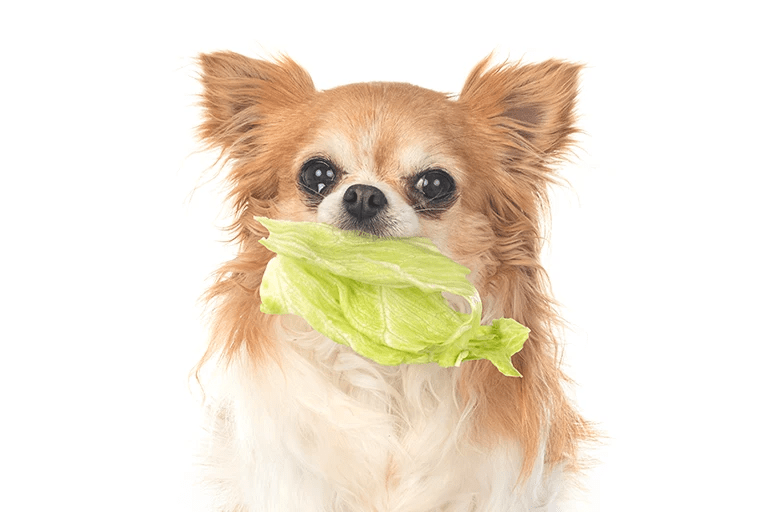 Can Dogs Eat Lettuce? Dogs Pawsdemy