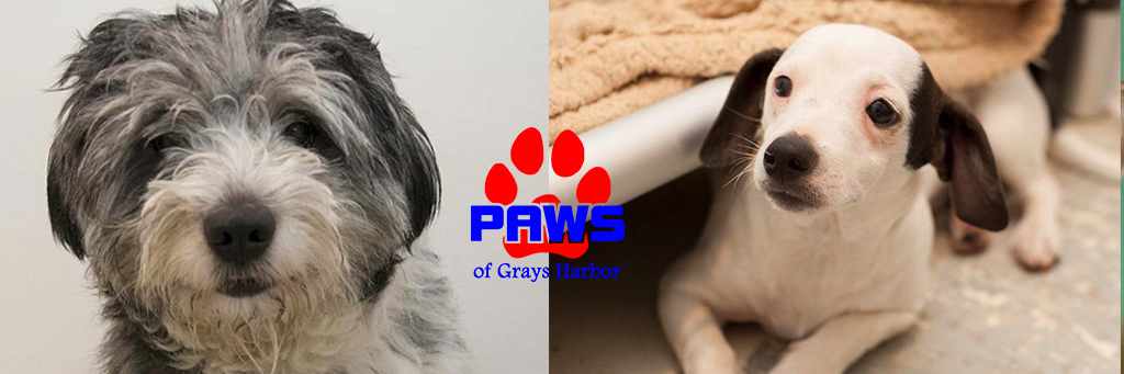 Paws of Grays Harbor