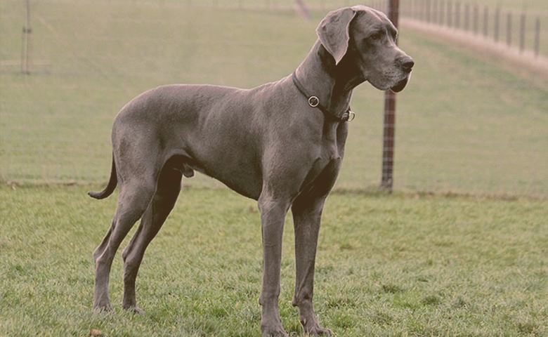 18 Dog Breeds With Shortest Lifespan // Paws Insider