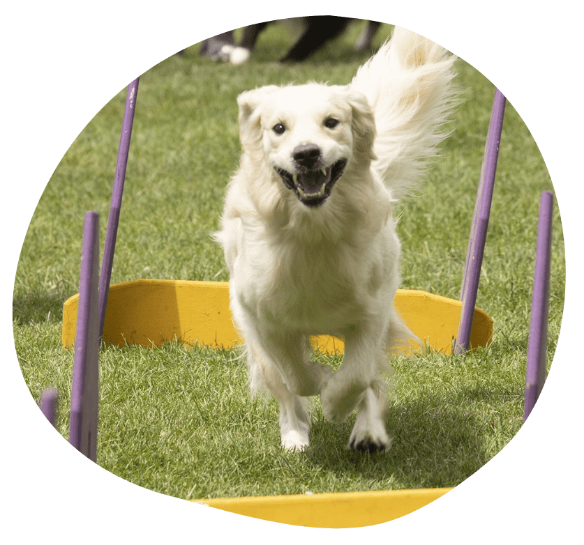 paw paw festival 2023 Home Pawsitively Elgin Dog Festival