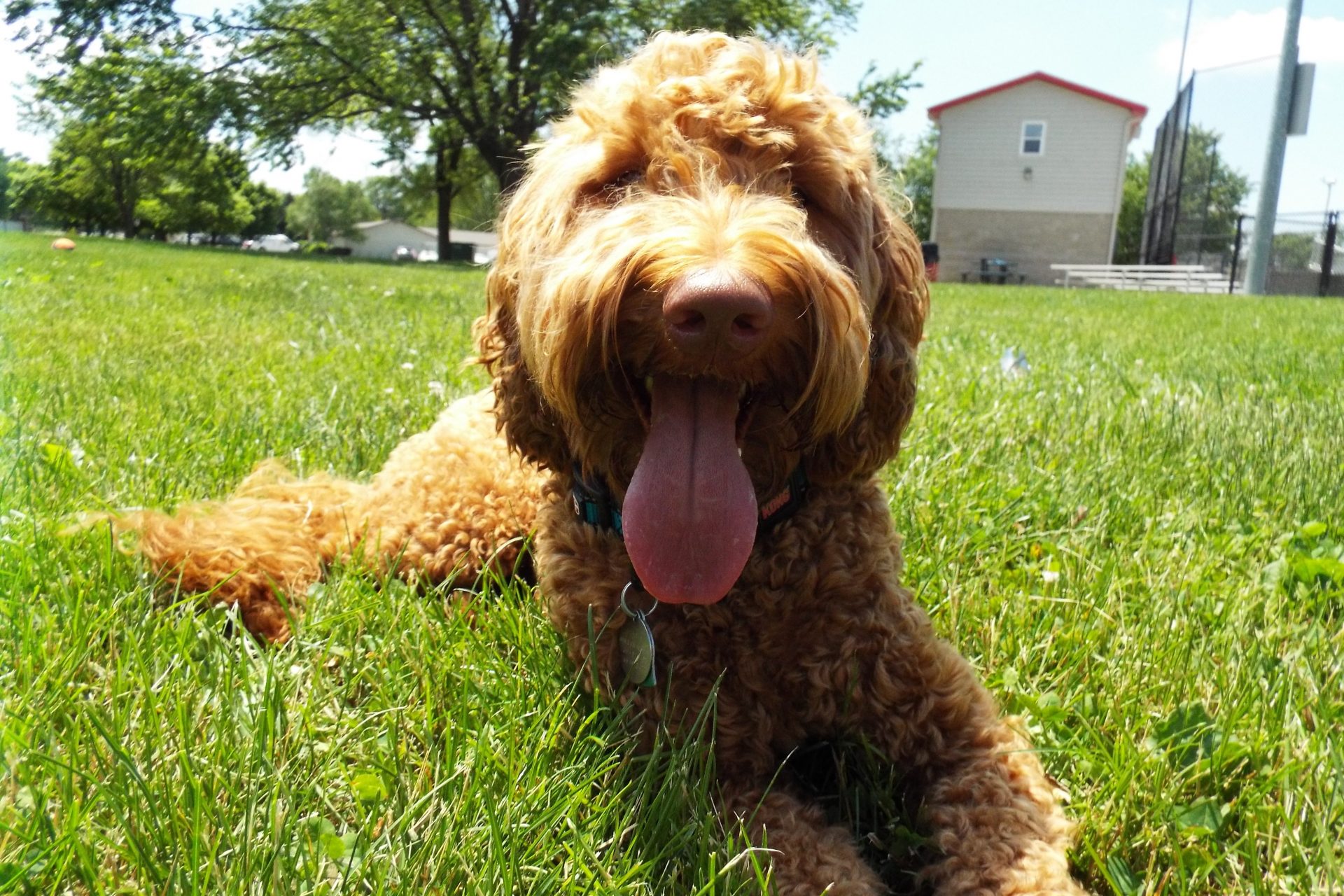 Gallery Pawsitive Pets LLC