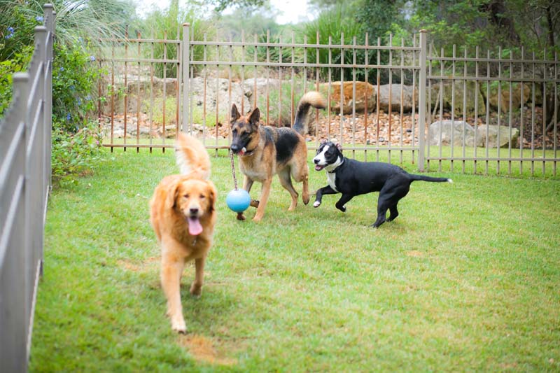 Dog Boarding & Training Services in San Antonio, TX PAWSitive Solutions Dog & Puppy Training LLC