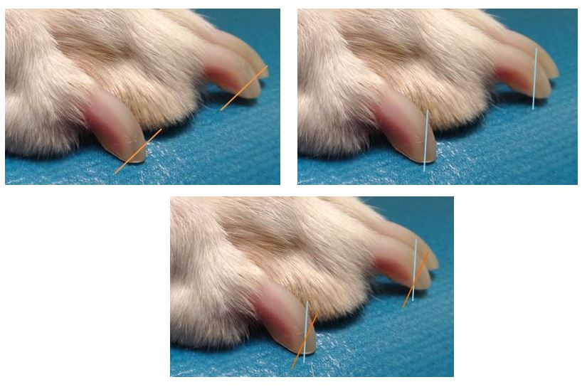 All about Those Toes; The Importance of Nail Trims Pawsitive Steps