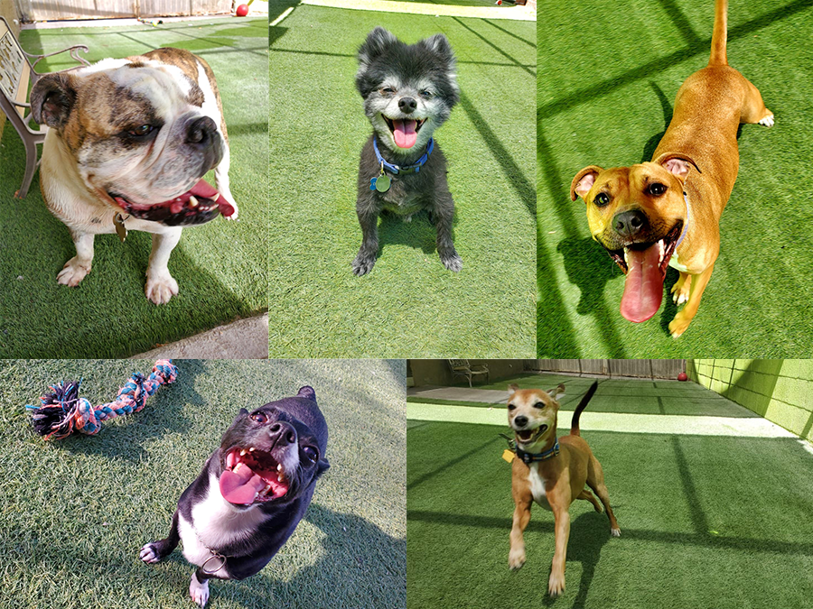Doggy Daycare Henderson NV 7025657297 Paws ‘n Claws