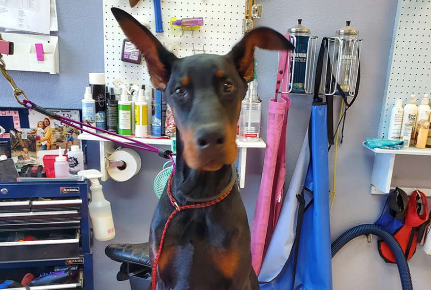 Dog & Cat Grooming Henderson, NV 7025657297