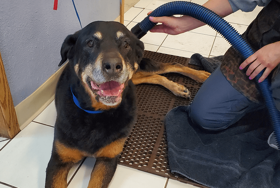 Dog & Cat Grooming Henderson, NV 7025657297