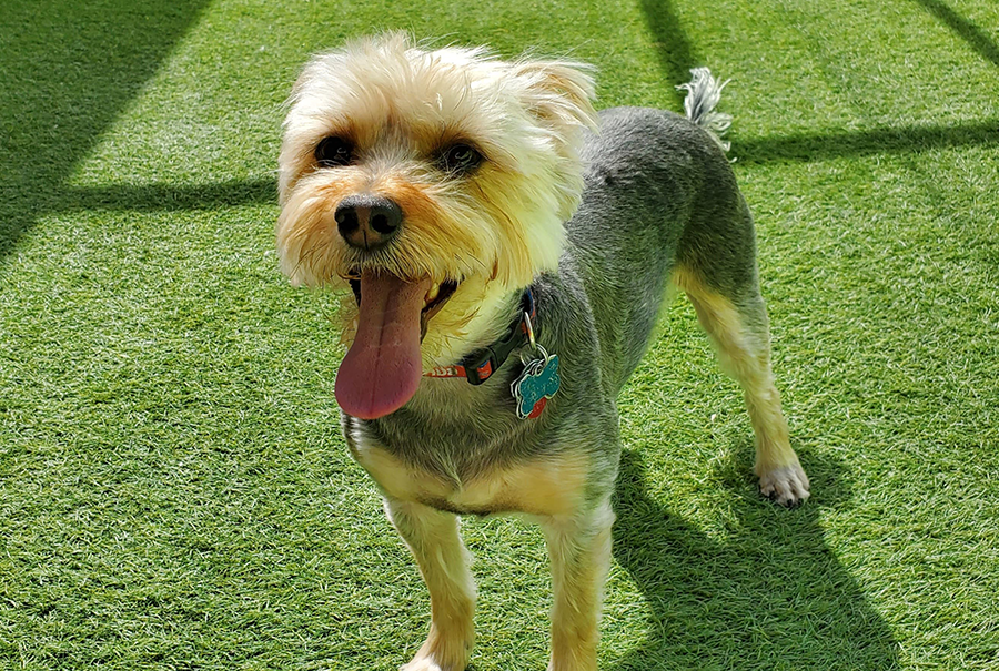 Dog & Cat Grooming Henderson, NV 7025657297