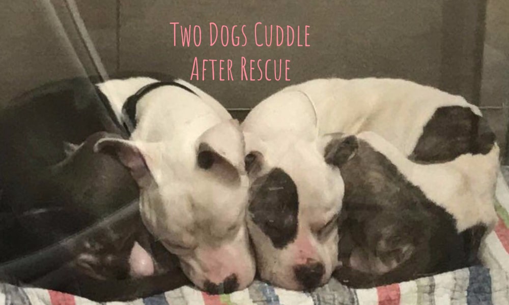 These Dogs Love To Cuddle In The Most Adorable Way (with Pictures