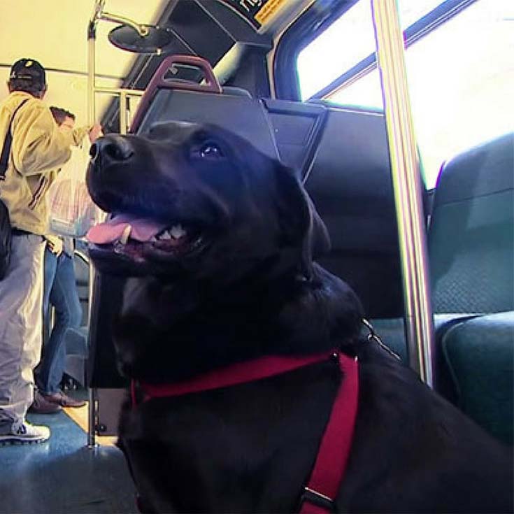 Spectacular Seattle Dog Rides Bus to the Park on Her Own PawSoCute