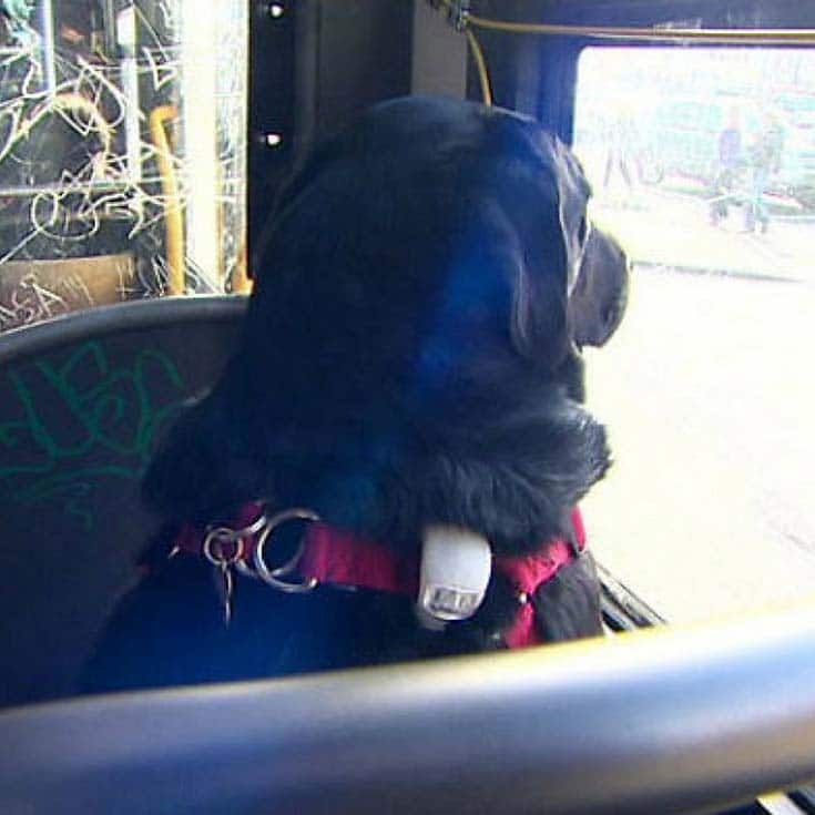 Spectacular Seattle Dog Rides Bus to the Park on Her Own PawSoCute
