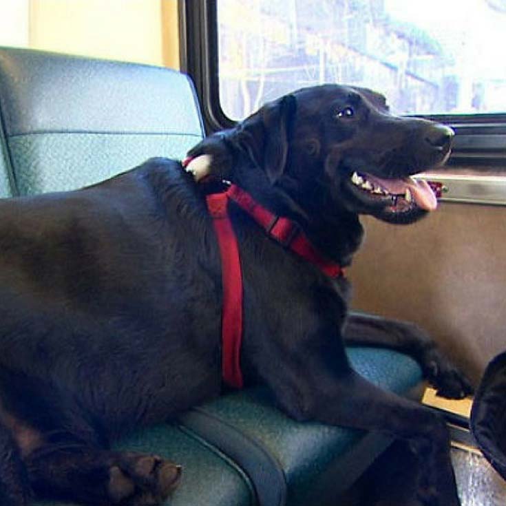 Spectacular Seattle Dog Rides Bus to the Park on Her Own PawSoCute