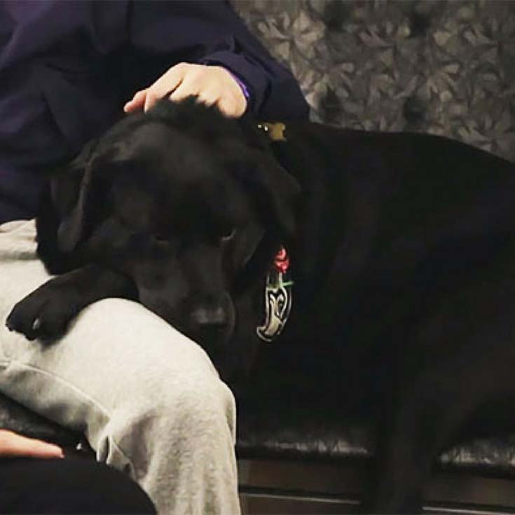 Spectacular Seattle Dog Rides Bus to the Park on Her Own PawSoCute