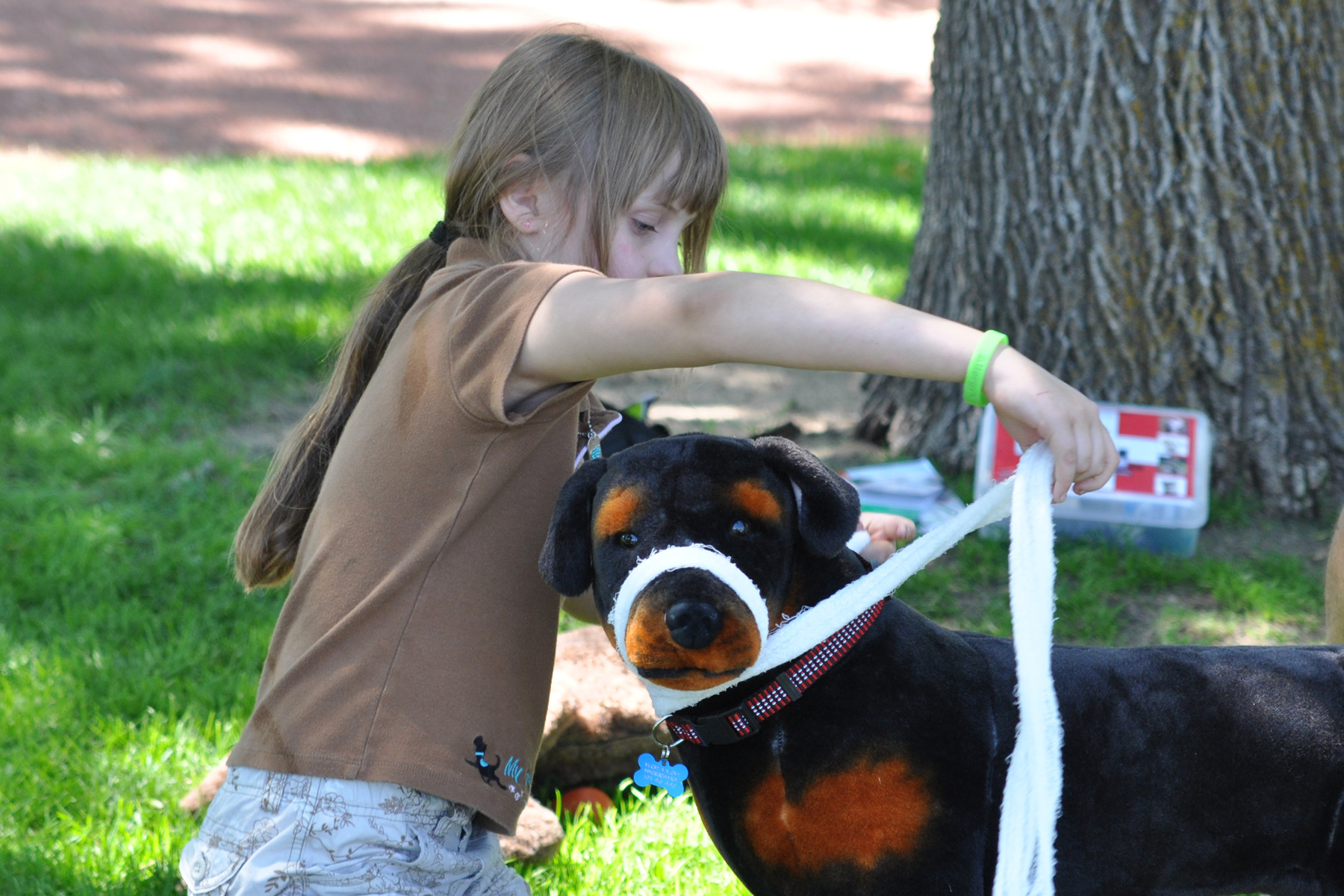 Canine First Aid Paws Positive Dog Training