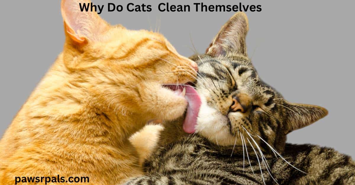 Why Do Cats Clean Themselves Paws R Pals