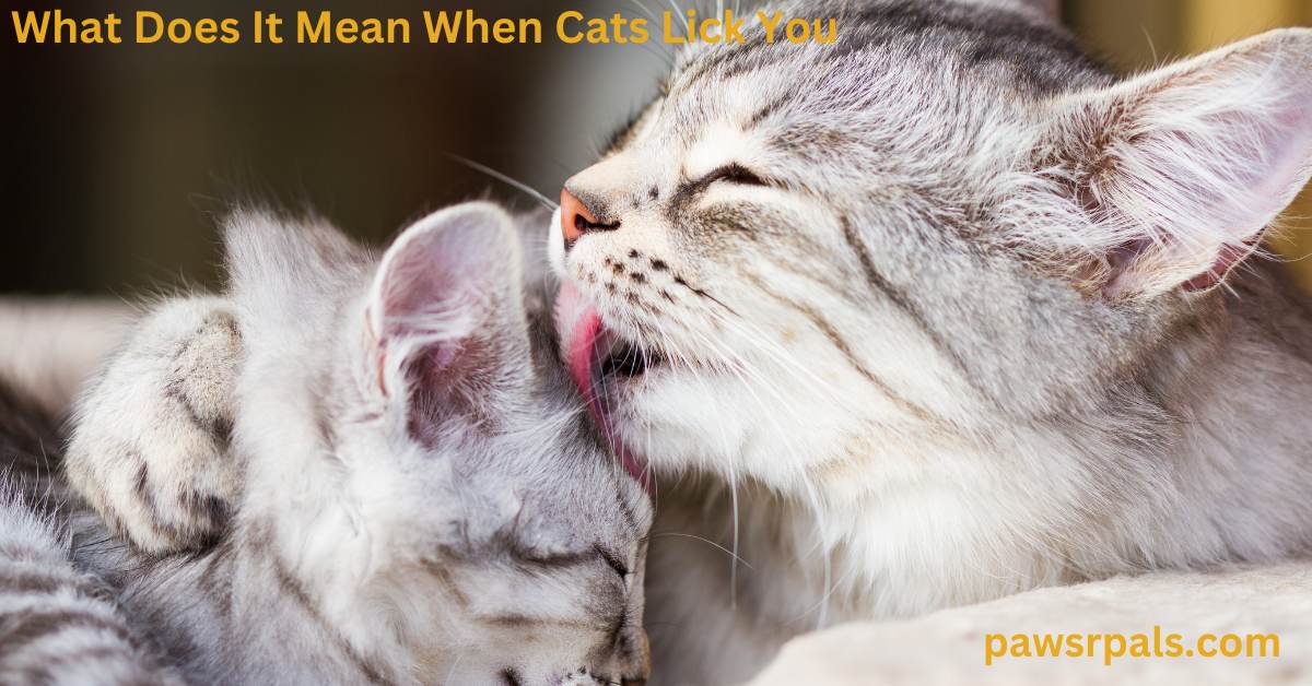 What Does It Mean When Cats Lick You? Paws R Pals