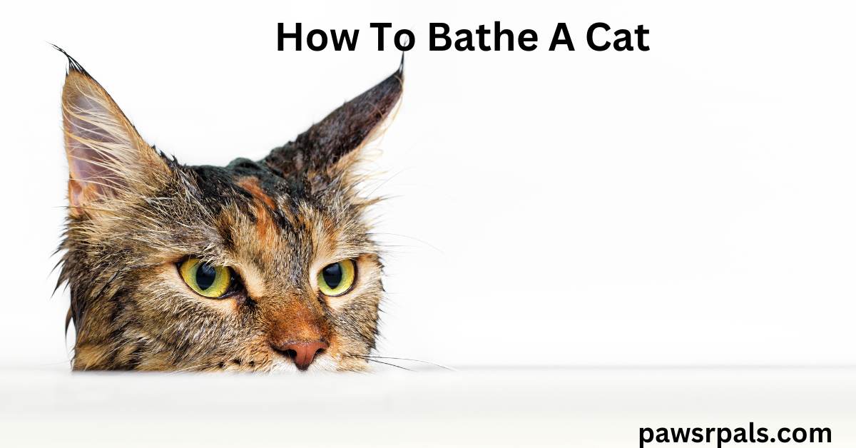 How to Bathe a Cat Paws R Pals
