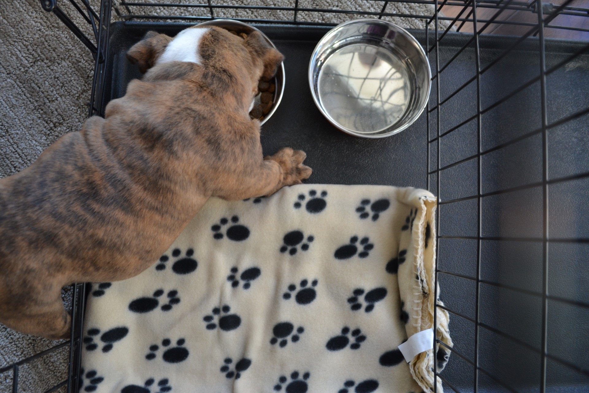 Where To Put a Dog Crate so Your Pup Loves Their New Space PawTracks