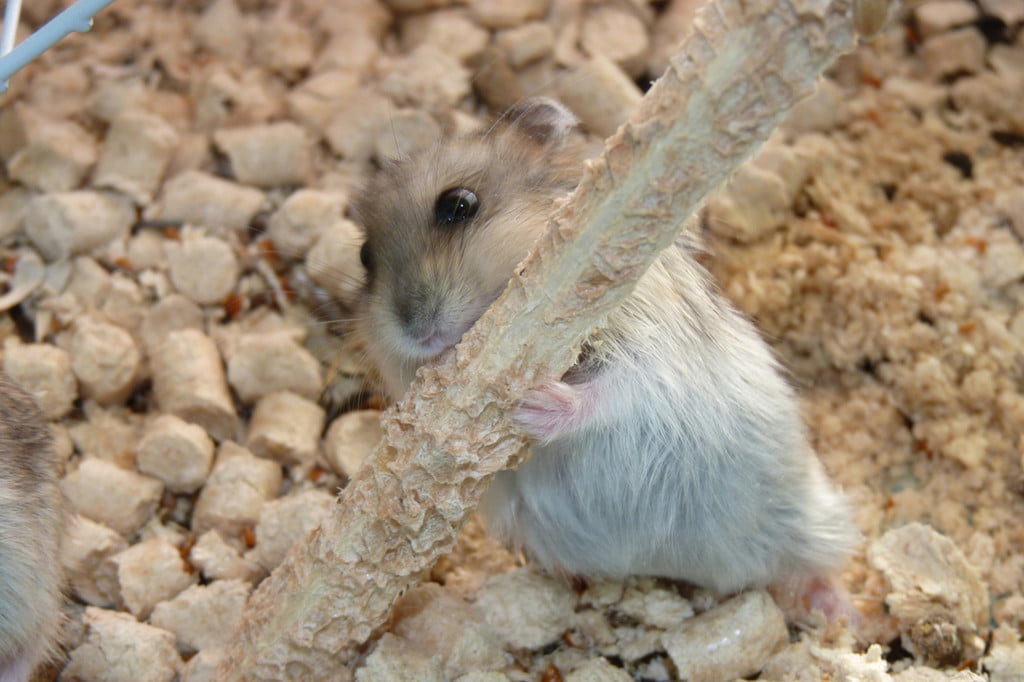 The Best Hamster Bedding Options To Keep Your Pet Safe PawTracks
