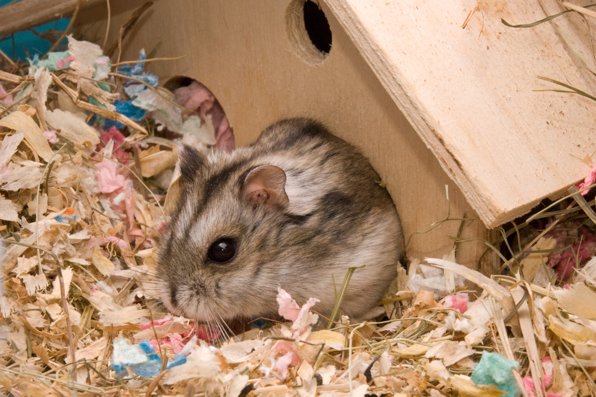 The Best Hamster Bedding Options To Keep Your Pet Safe PawTracks