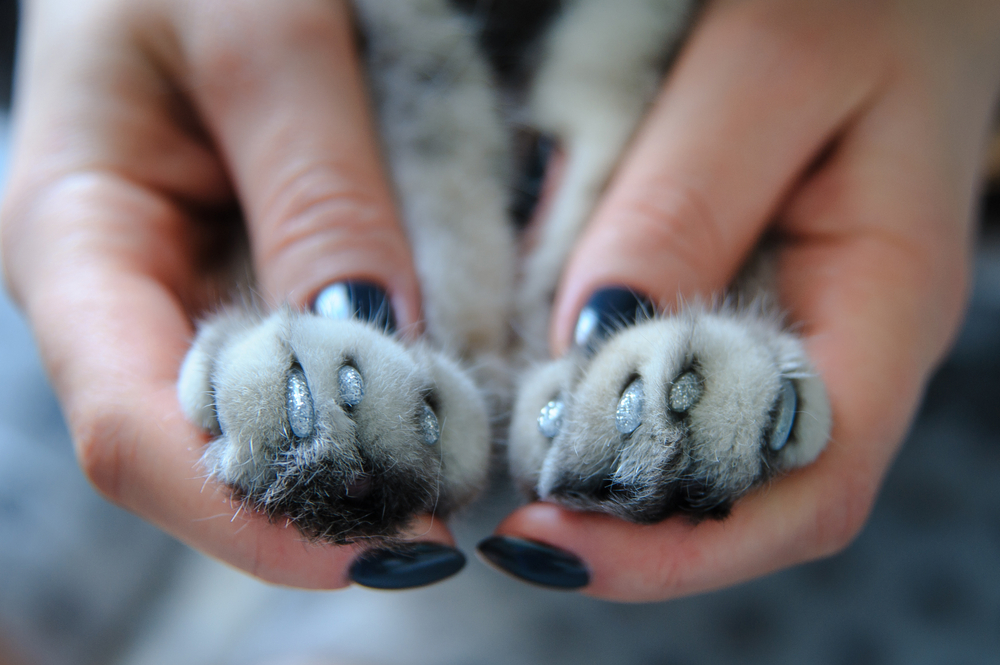 Here's What the Experts Say About Declawing Cats PawTracks