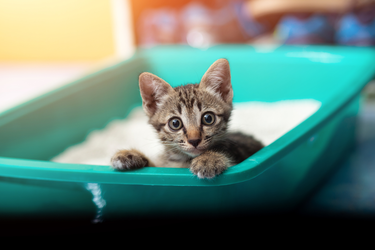 Cat Lying in the Litter Box? Here's Why & How To Stop It PawTracks