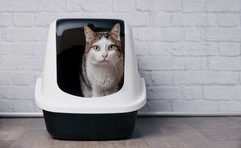 Why Your Cat Is Peeing Everywhere And What To Do About It PawTracks