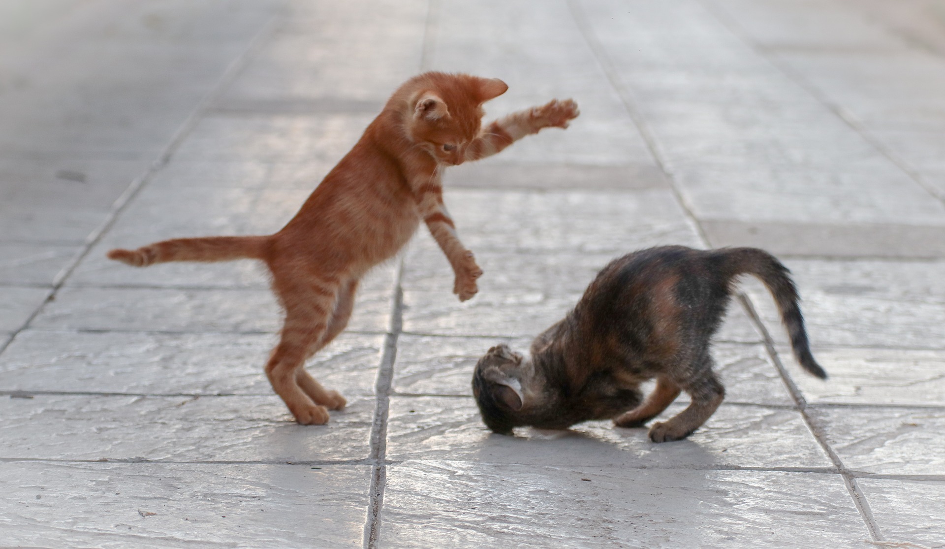 Yes, Cats Can Have Playdates and They're Actually Essential PawTracks