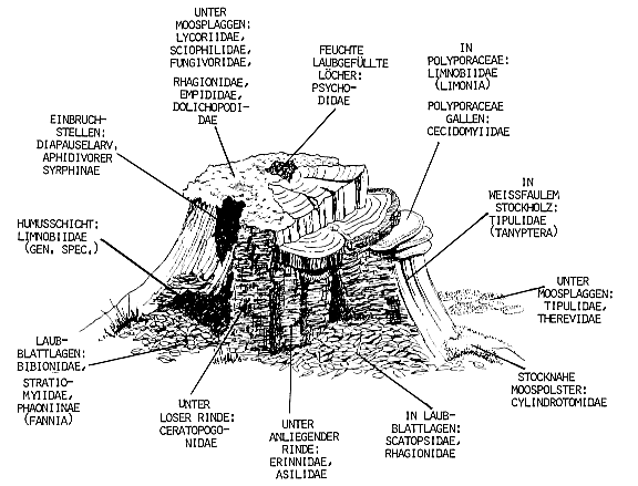 Zur Ökologie von Laub und Mischwäldern