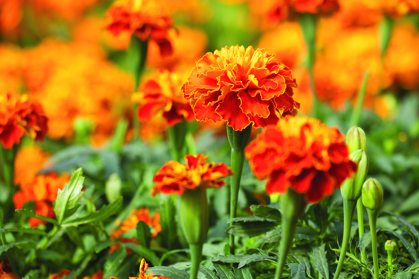 marigolds Payne's Nurseries