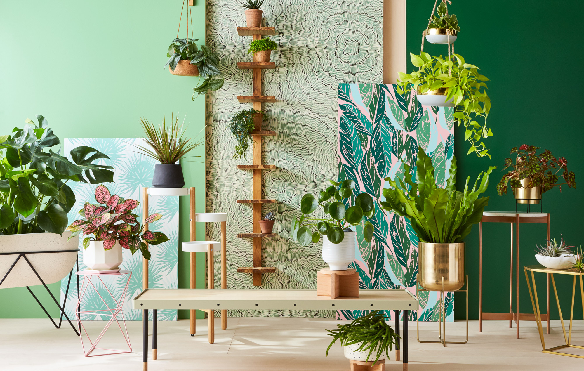 7 HOUSEPLANT TRENDS THAT WILL BE EVERYWHERE IN 2022! Payne's Nurseries