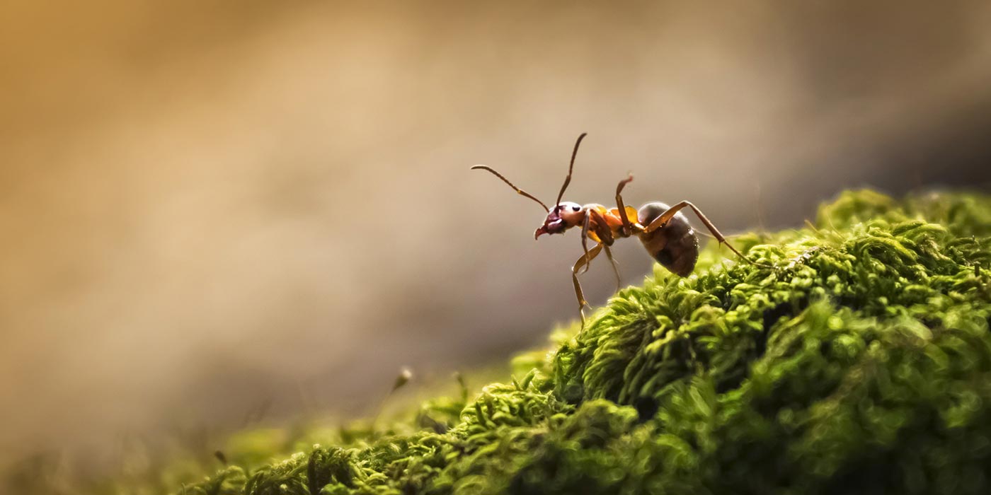 Comment se débarrasser des fourmis dans la maison comme au jardin