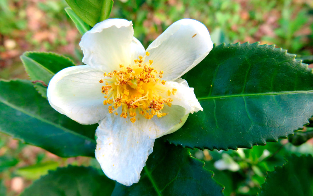 Camellia Sinensis aceites, tÃ© y mucho mÃ¡s. Pazo de Rubianes