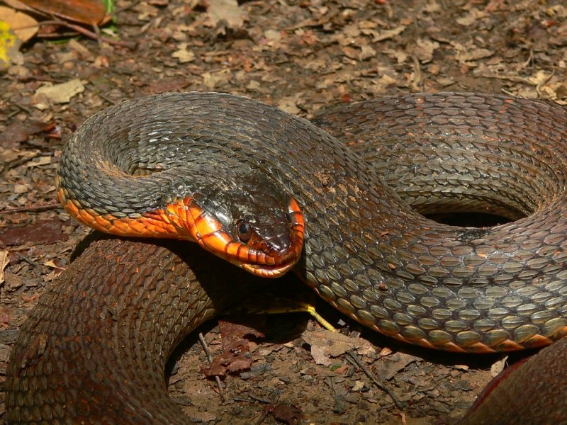 Field Herp Forum • View topic Spring in the Carolinas