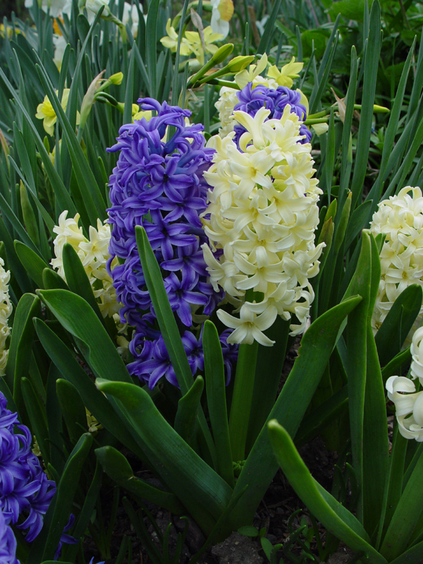 Fall Bulbs Pt. 1 Picking out our bulbs Gardening