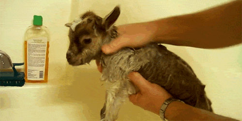 The 25 Most Adorable GIFs Of Animals Taking Baths