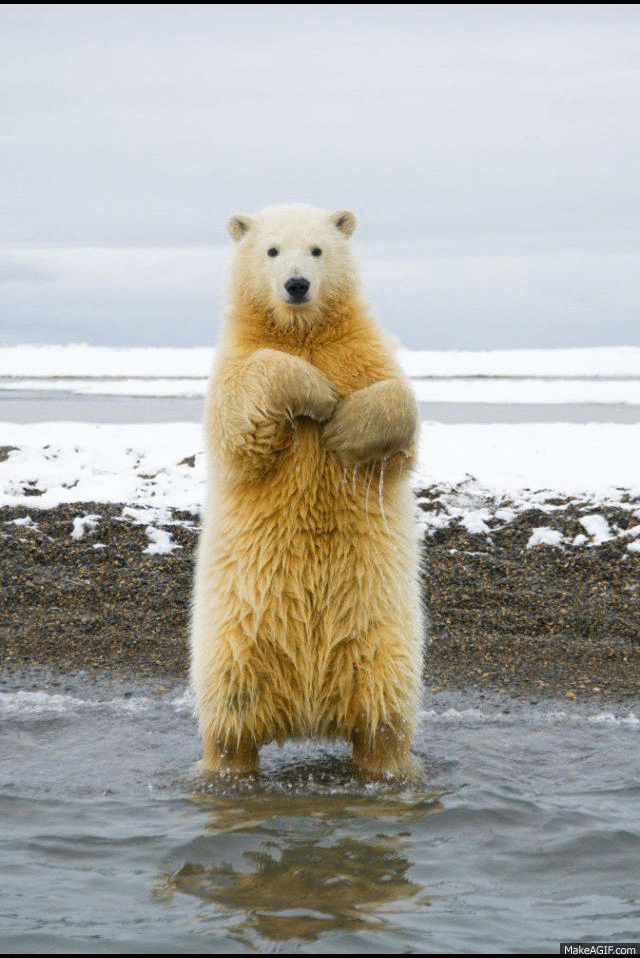 The Best Bear GIFs Ever Seen