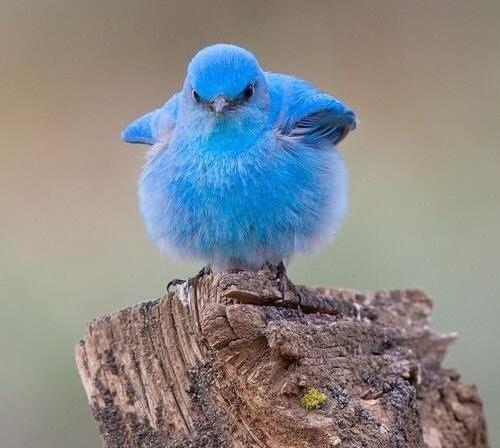 43 Cutest Pictures Ever Seen On The