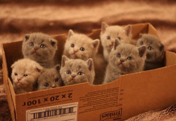 43 Cutest Pictures Ever Seen On The