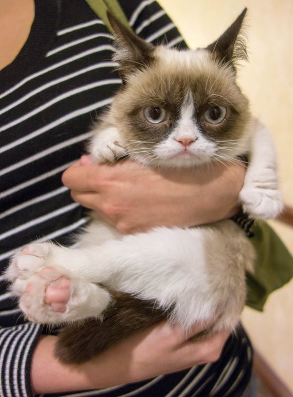 The Forty Cutest Grumpy Cat Pictures
