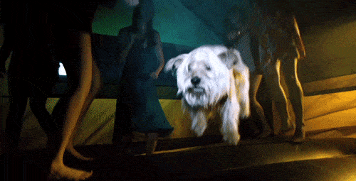 The Cutest Dog GIFs Ever