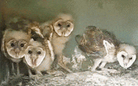 29 Surprisingly Delightful Owl Gifs