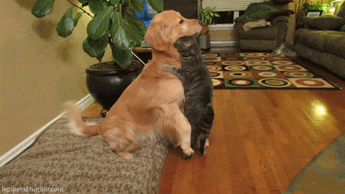 The Most AwwInspiring Cute Animals In GIFs