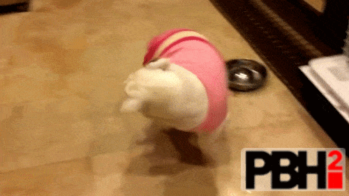 Bulldog GIFs That Prove They're The Greatest Canines