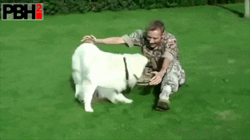 GIFs Of Dogs Soldiers Home That Will Warm Your Heart