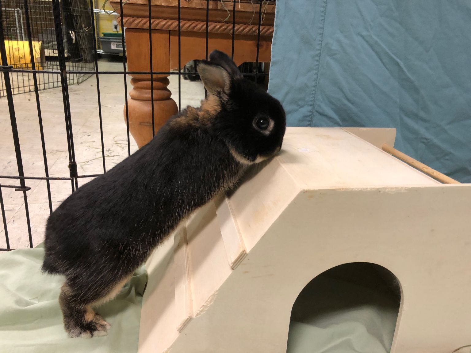 Domestic Rabbit Rescue Q&A with House Rabbit Network Blog Nature PBS