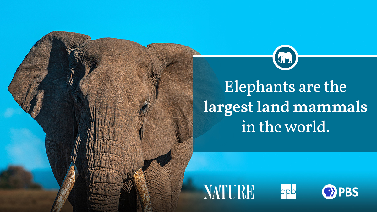 Elephant Fact Sheet Blog Nature PBS
