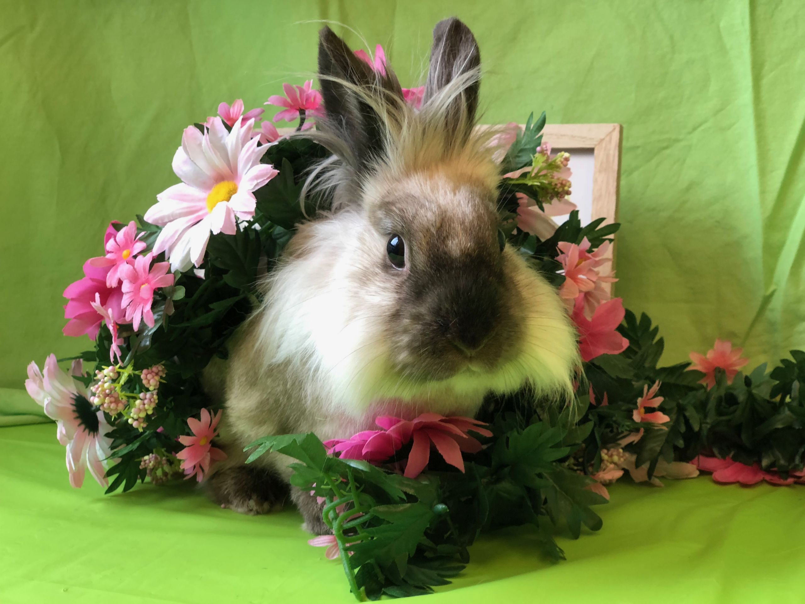 Domestic Rabbit Rescue Q&A with House Rabbit Network Blog Nature PBS