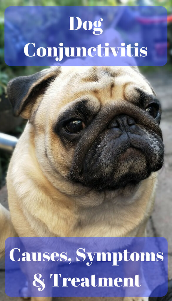 Dog Conjunctivitis Causes, Symptoms & Treatment PBS Pet